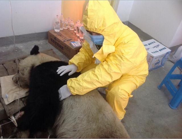台北市政府:大陆赠台熊猫团团得犬瘟热死亡
