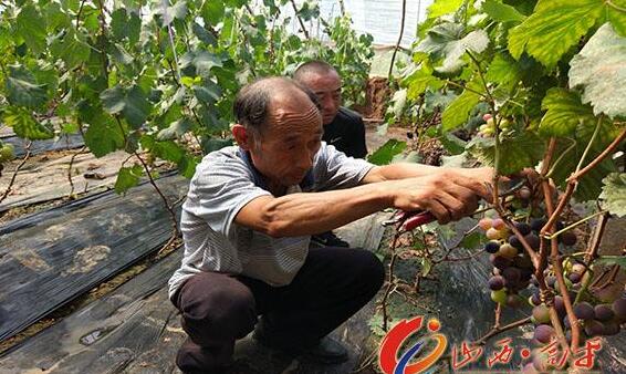 新绿蔬菜种植专业合作社葡萄“甜蜜”上市