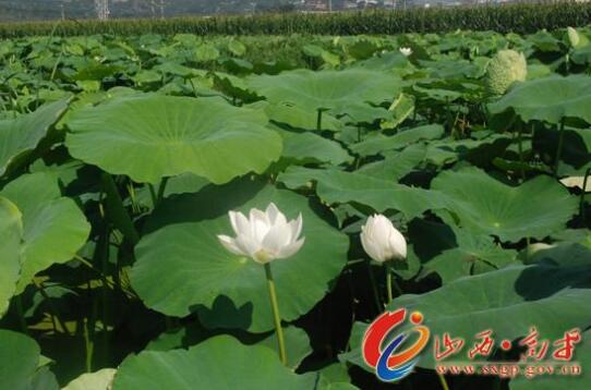 寺庄镇浅水藕种植获得成功