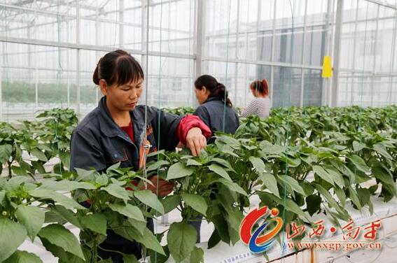 高平市加快现代农业转型升级提质增效