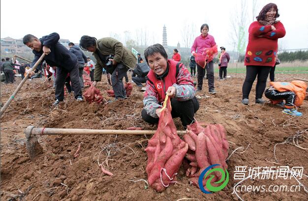 一位村民兴奋地将刨出来的红薯装袋。
